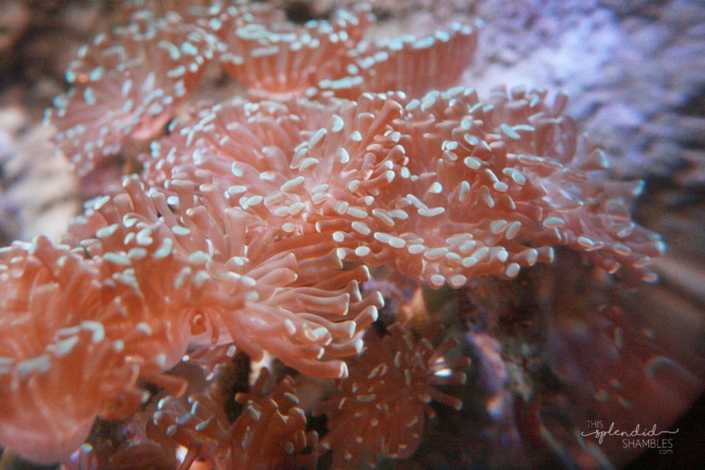 Close up of sea anemone at London Aquarium. This Splendid Shambles