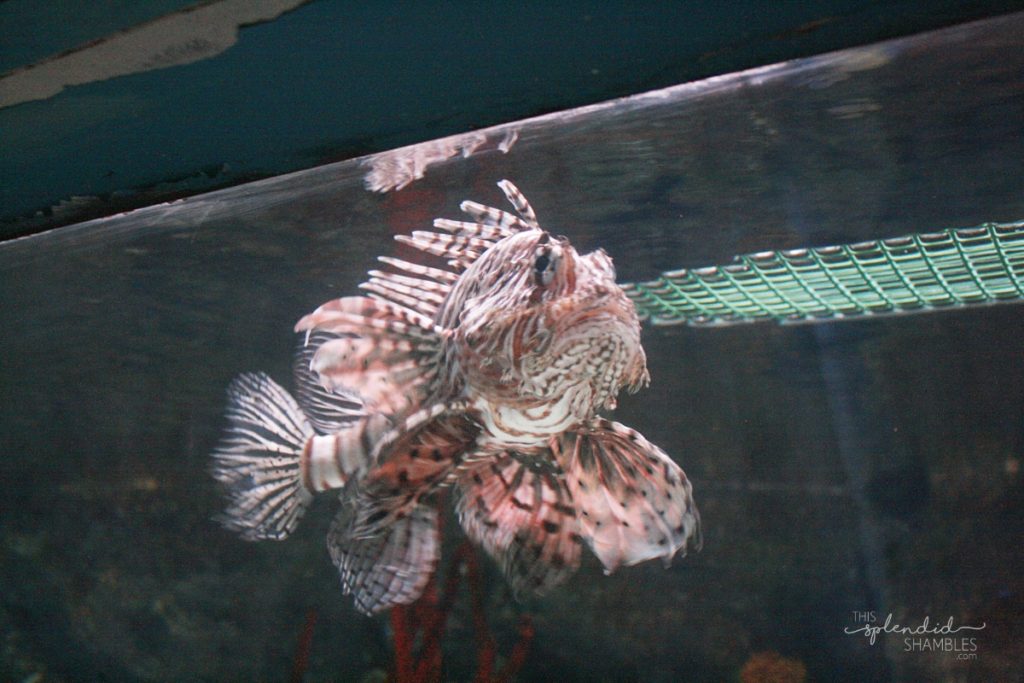 Below view of a brown and white fish at London Aquarium. This Splendid Shambles