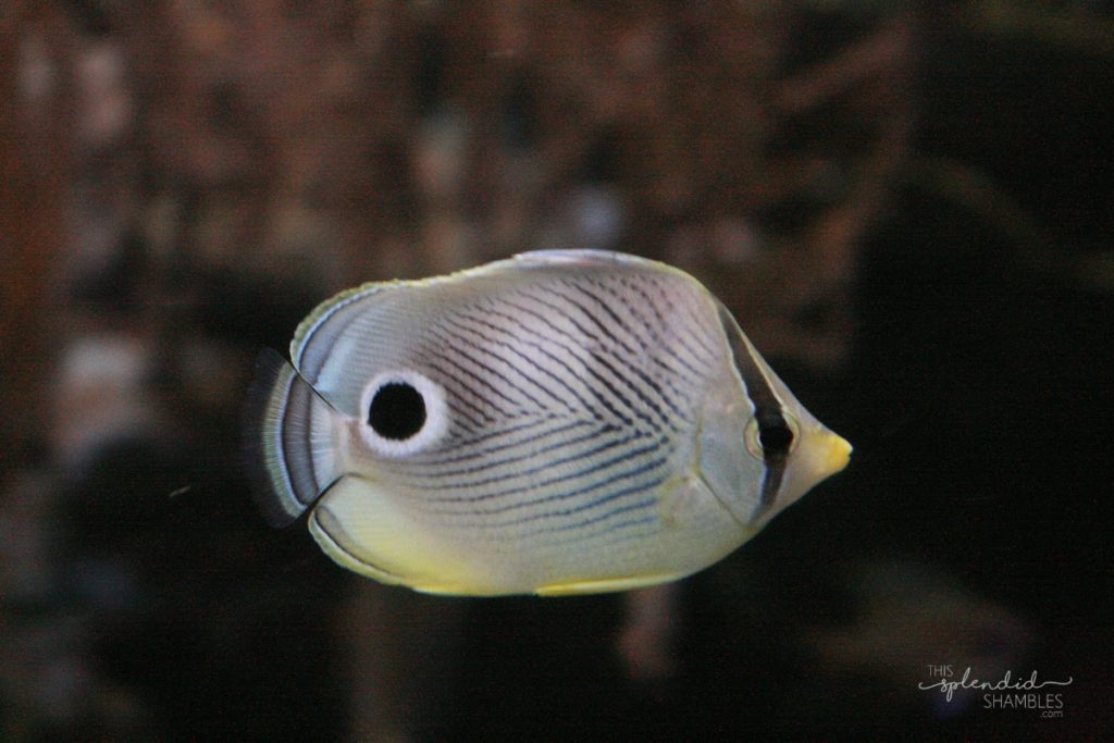 Side view of a small white and black striped fish, with a black dot near the tail, at London Aquarium. This Splendid Shambles