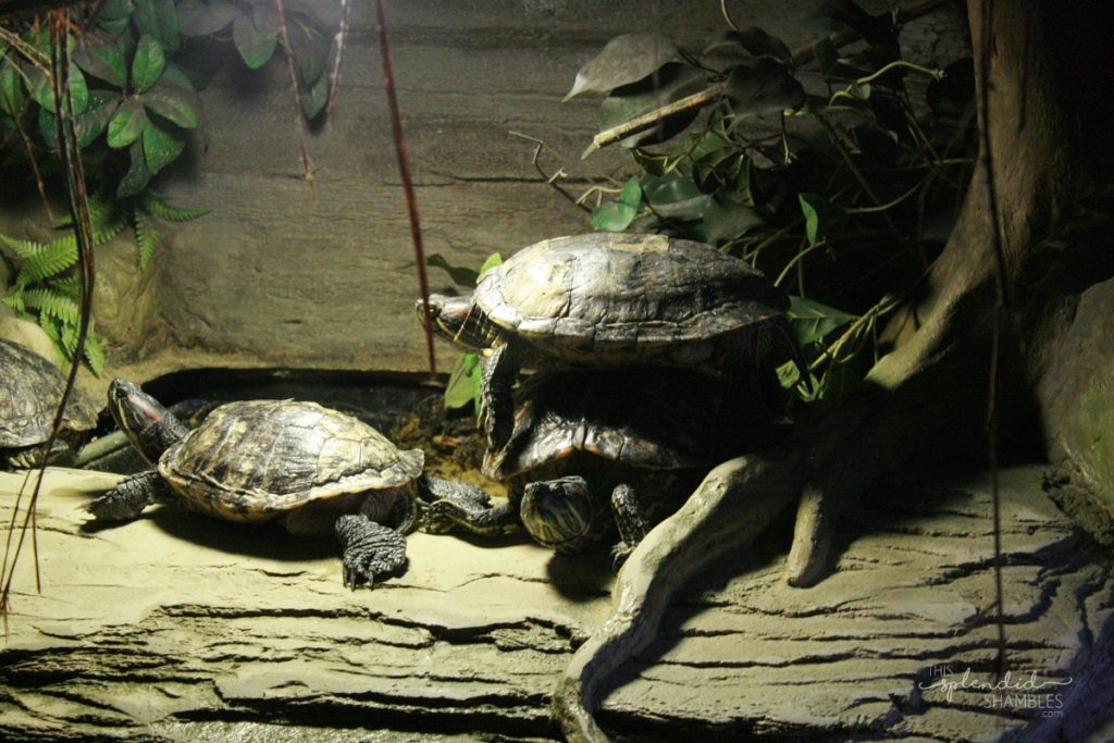 Stack of turtles on a log at London Aquarium. This Splendid Shambles