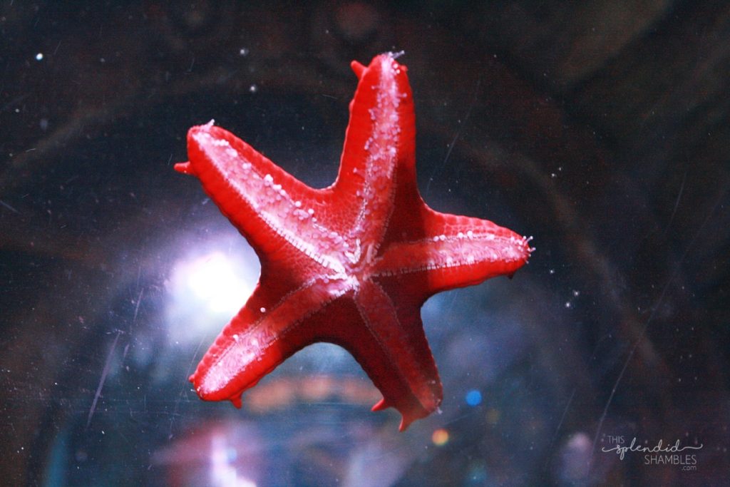 Pink starfish splayed on glass at London Aquarium. This Splendid Shambles