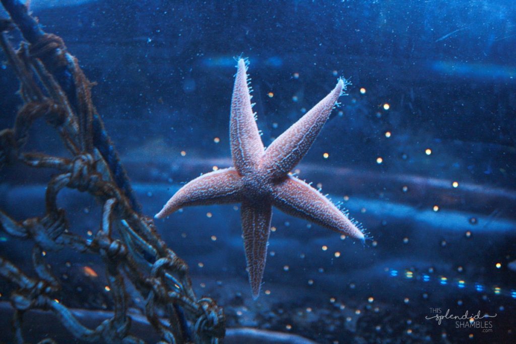 Light pink star fish surrounded in blue light, splayed against the glass at London Aquarium. This Splendid Shambles