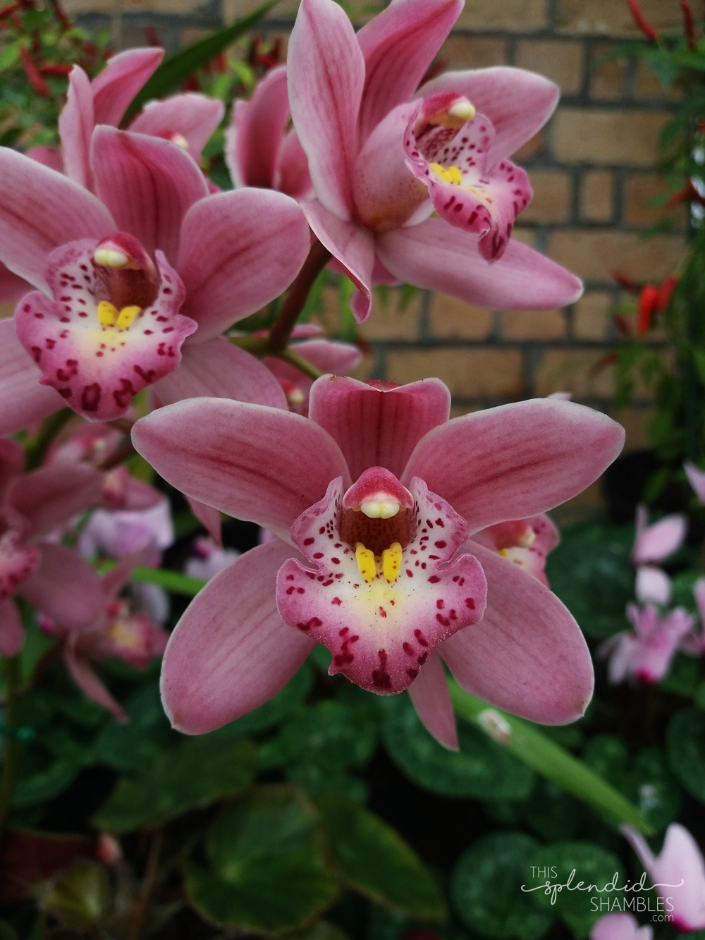 Pink flowers at the Auckland Wintergardens