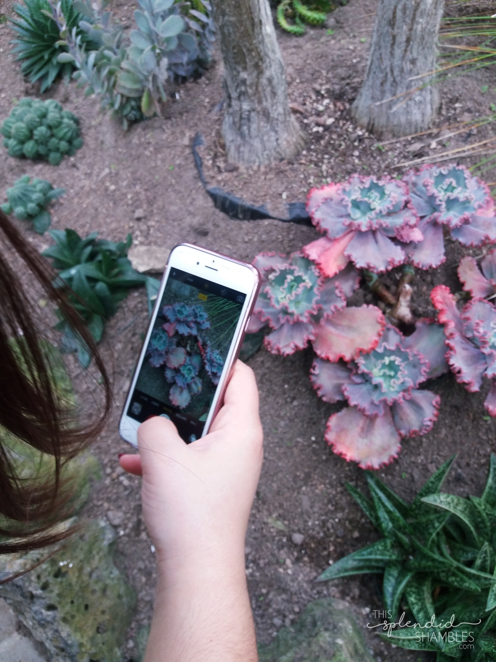 Someone taking a photo on their phone of some tropical plants at the Auckland Wintergardens