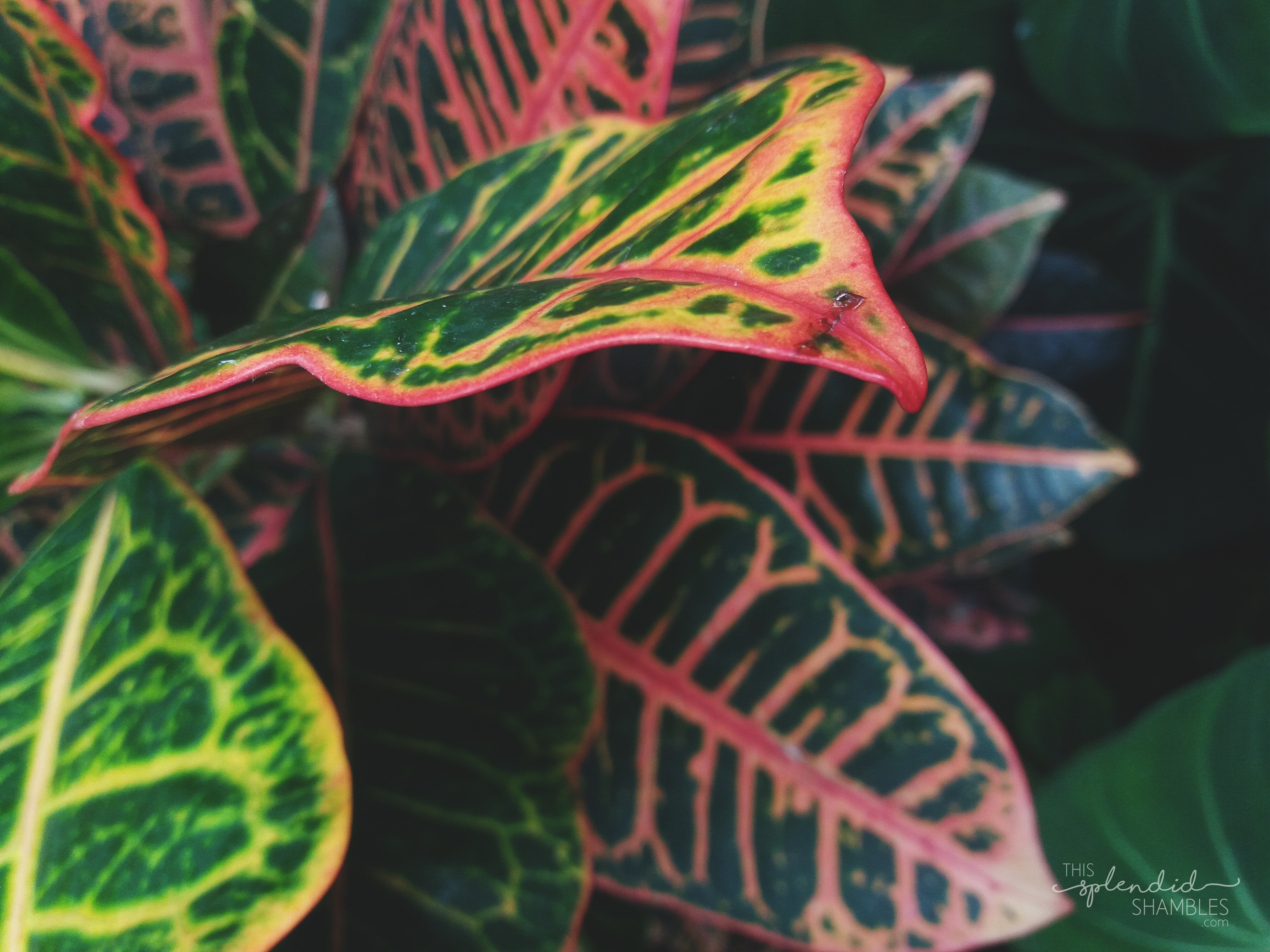 Tropical plant at the Auckland Wintergardens