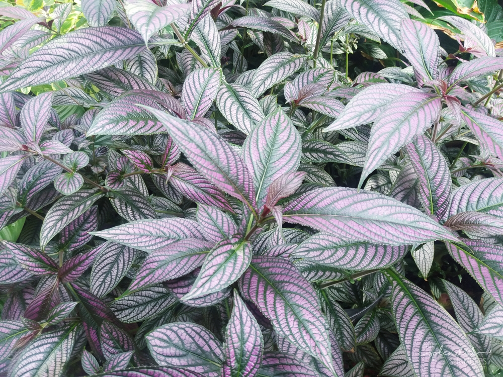 Pink and green plant at the Auckland Wintergardens
