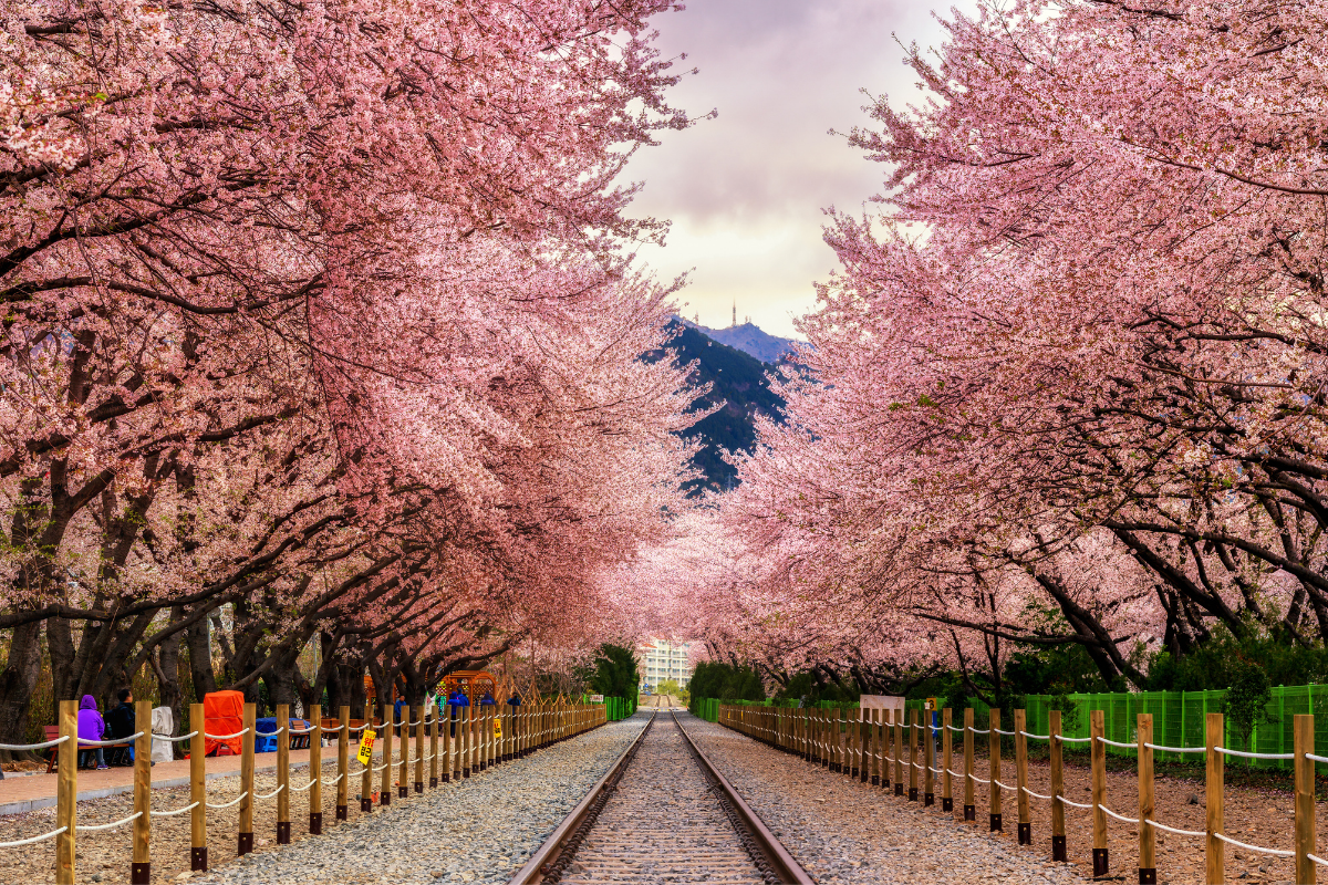 City Guide Seoul South Korea Cherry Blossoms