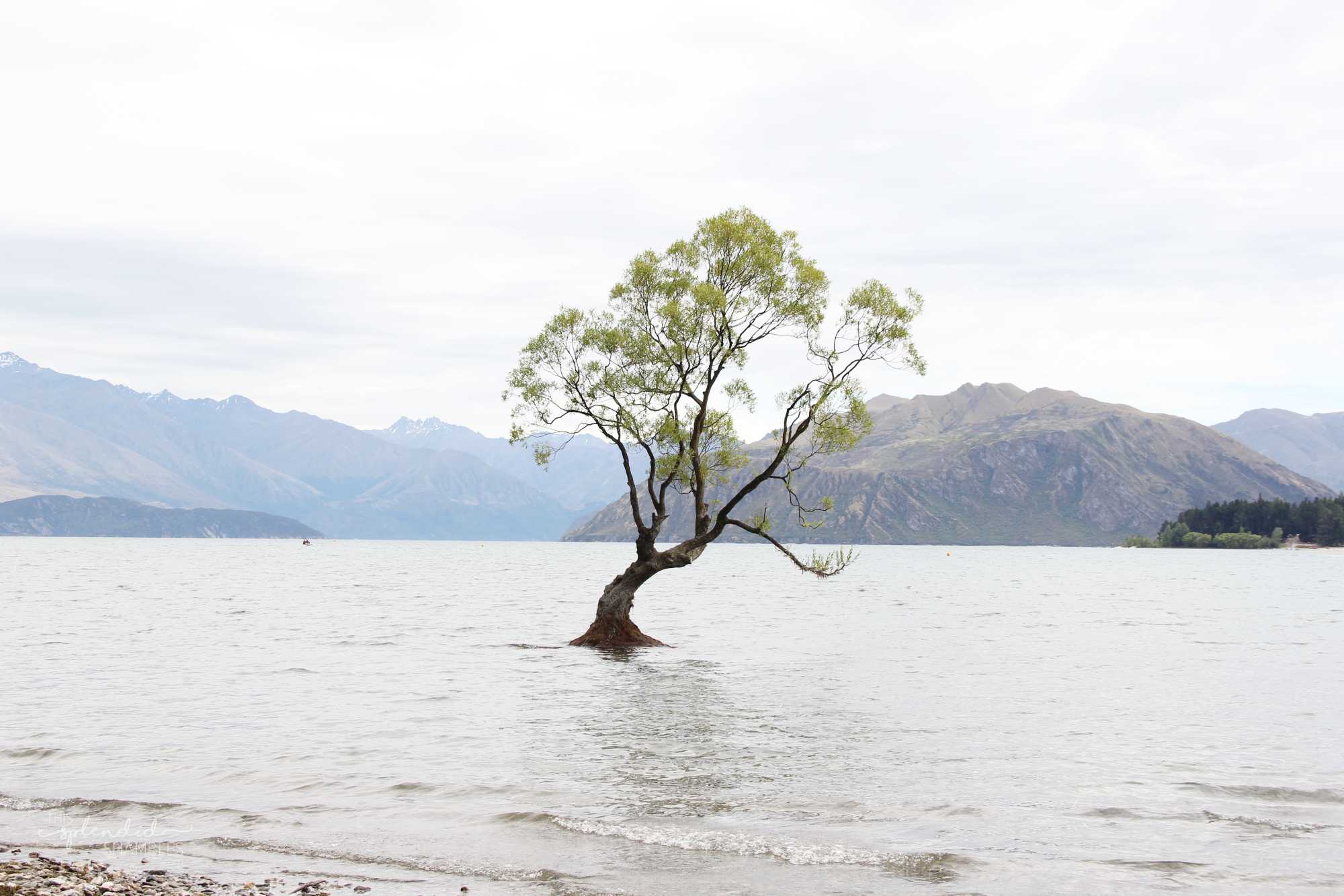 That Wanaka Tree. Tree in the middle of Lake Wanaka. Things to do in Queenstown, New Zealand.