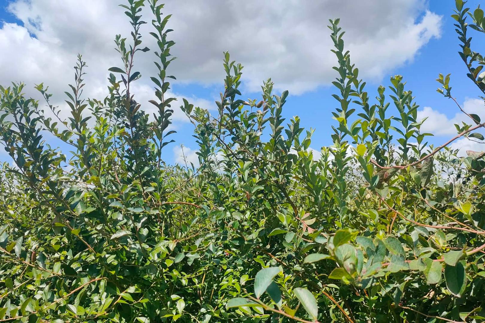 Blueberry trees at Blueberry Country, Ngatea, NZ.