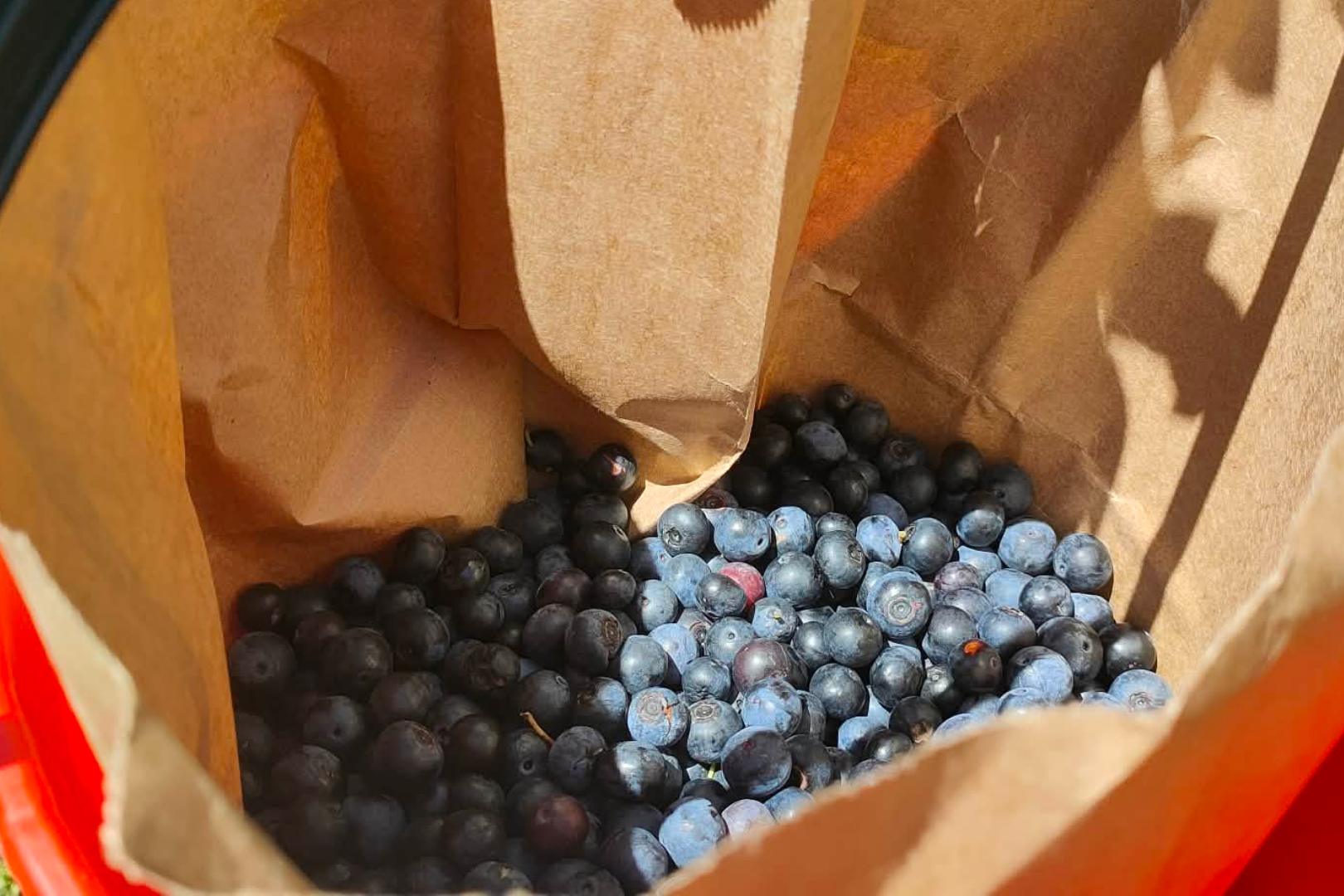 Red bucket with a brown paper back inside, filled with blueberries. 