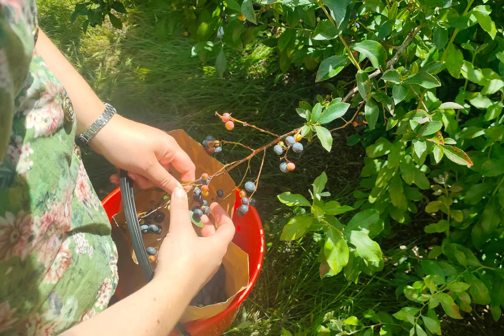 Woman's hand picking blueberries into a red bucket at Blueberry Country, Ngatea, NZ. 
