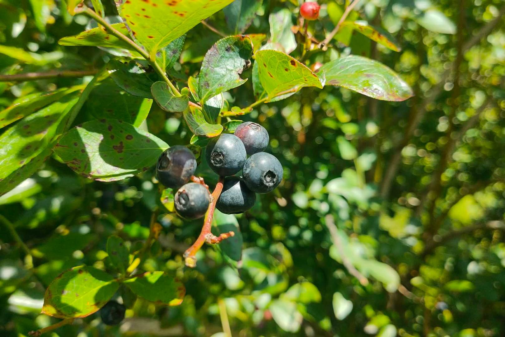 Blueberries at Blueberry Country, Ngatea, NZ.